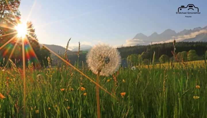 Biobauernhof Brandlhof Ramsau am Dachstein Exterior foto