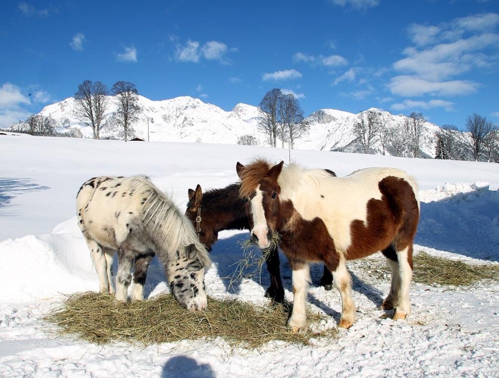 Biobauernhof Brandlhof Ramsau am Dachstein Exterior foto